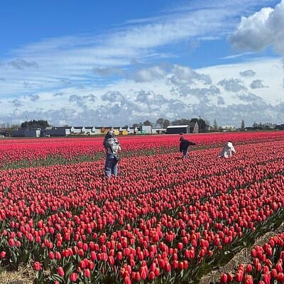 Amsterdam: Private Tour to Keukenhof and Flower-Farm with Ticket 5
