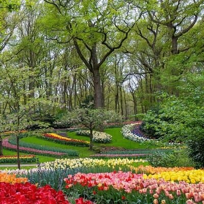 Tulips and Windmills Private Tour from Amsterdam 2