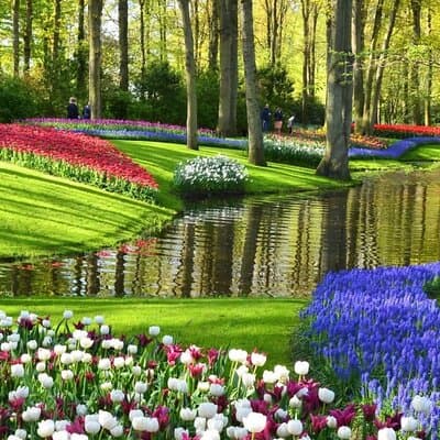Tulips and Windmills Private Tour from Amsterdam 3