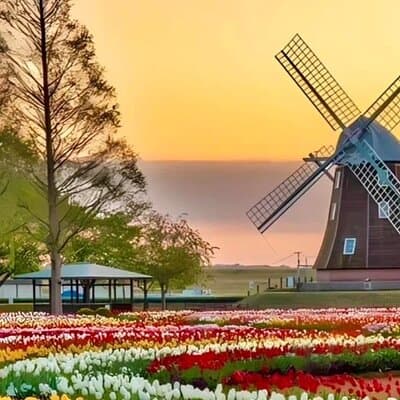 Tulips and Windmills Private Tour from Amsterdam 4