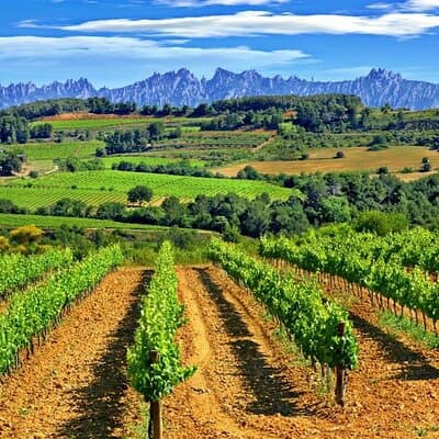 From Barcelona: El Penedès Hike & Wines