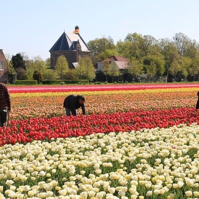 Private Tour from Amsterdam To The Most Impressive Tulip Fields 2