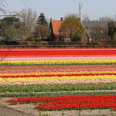 Private Tour from Amsterdam To The Most Impressive Tulip Fields 3