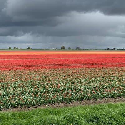 Private Tour from Amsterdam To The Most Impressive Tulip Fields 4