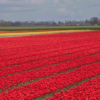 Private Tour from Amsterdam To The Most Impressive Tulip Fields 5