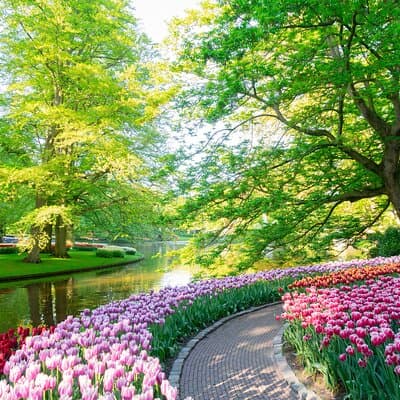 Keukenhof (tulips), Zaanse Schans and Volendam Small Group Tour 3