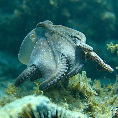 Barcelona Wild Experience: Kayak and Snorkel in Costa Brava 2