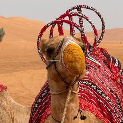 Dubai Shared Desert Safari with Entertainment & Dinner 4