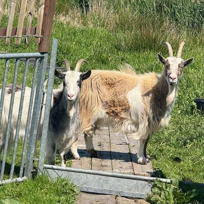 Windmill, Dairy Farms & Countryside Electric Bike Tour 3