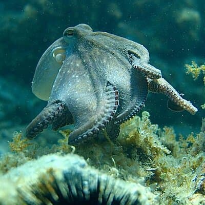 Barcelona Adventure: Costa Brava Hike & Snorkel 5