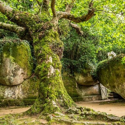 The Other Side of Sintra - Forgotten Woods 4