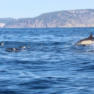 Lisbon Dolphin Watching Ocean Safari