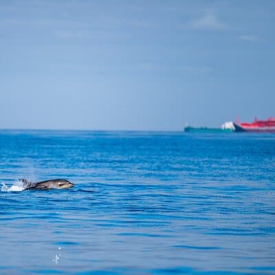 Lisbon Dolphin Watching Ocean Safari 4