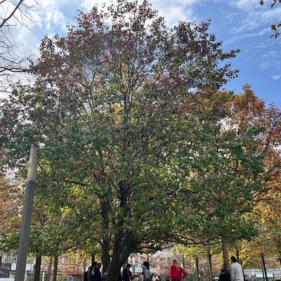 Lower Manhattan: From Financial Power to Enduring Hope 3