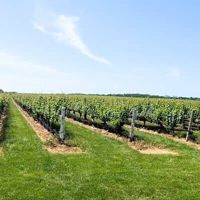 Private Luxury Wine Tours of Long Island Pindar Winery 4
