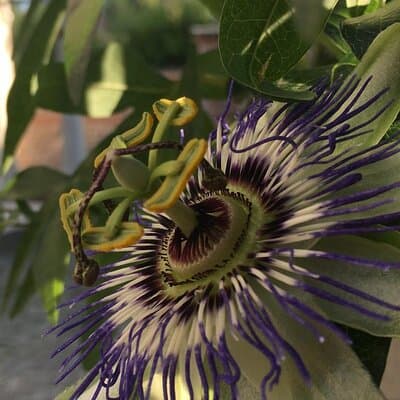 Aromatherapy Workshop / Distillation Aromatic Oils in Istanbul 4