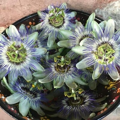 Aromatherapy Workshop / Distillation Aromatic Oils in Istanbul 2