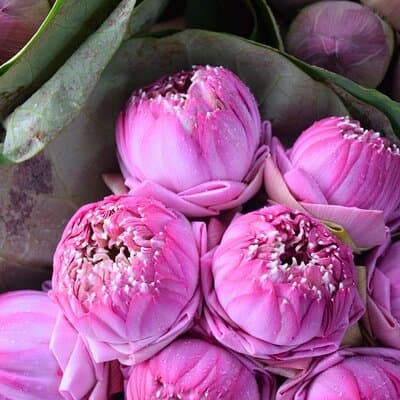 Bangkok Lotus Fields, Orchid Farm, and Flower Market Tour 2