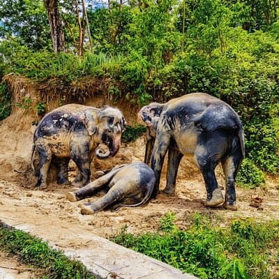 Phuket Highlight Tour Big Buddha Temple and Elephant Sanctuary 2