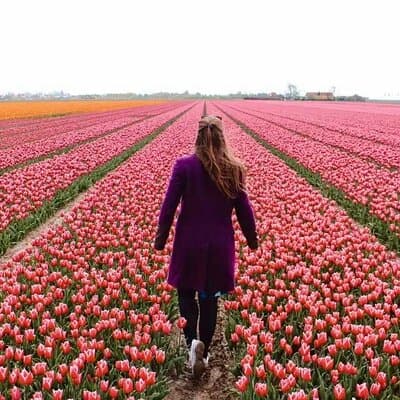 Amsterdam Private Tour to Keukenhof, Tulip Fields and Windmills