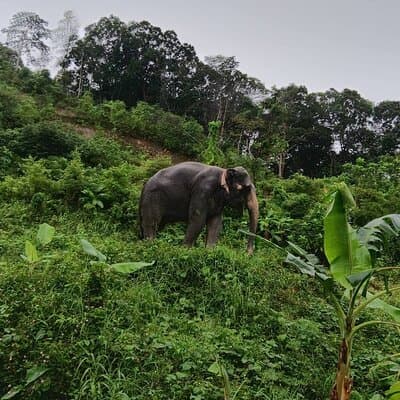 Phuket Highlight Tour Big Buddha Temple and Elephant Sanctuary