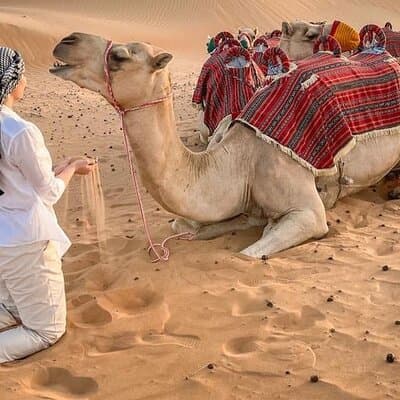 Dubai Morning Safari Tour, Camel, Falcon & Sand Boarding 2