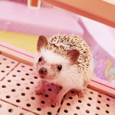 Harajuku Private Tour: Kawaii Fashion & Animal Cafe Included 3