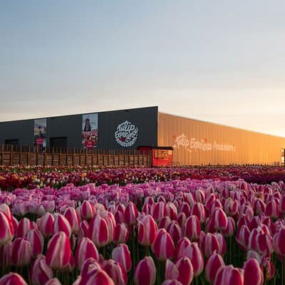 Amsterdam: Half Day Tour Tulip Fields and Tulip Experience 3