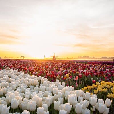 Amsterdam: Half Day Tour Tulip Fields and Tulip Experience 5