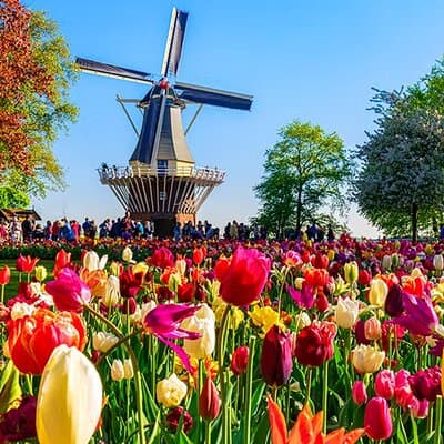 Private Round Trip Taxi to Keukenhof Tulip Fields 3