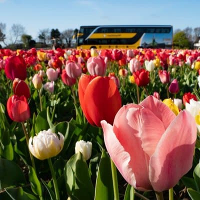 Amsterdam: Half Day Tour Tulip Fields and Tulip Experience
