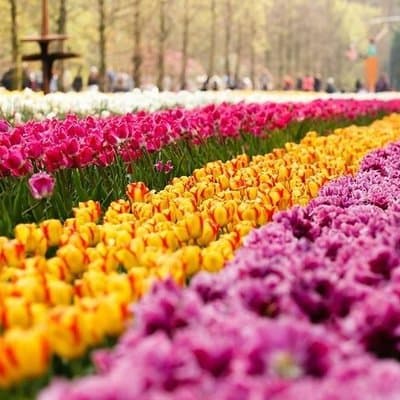 Private Excursion to Keukenhof gardens