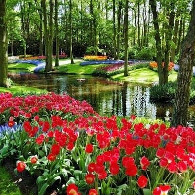 Private Excursion to Keukenhof gardens 3