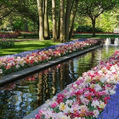 Private Excursion to Keukenhof gardens 4