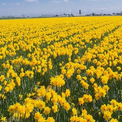 Private Excursion to Keukenhof gardens 2