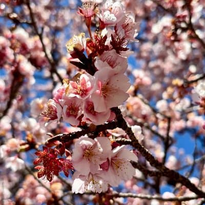 Exclusive Private Imperial Palace=Emperor&(SHOGUN)WI TOKYO NATIVE 3