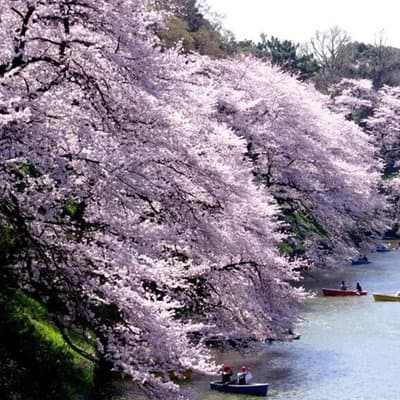 Tokyo Station and Imperial Palace 1 Hour Guided Tour 4