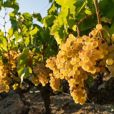 Sailing excursion Barcelona and visit to a winery in Alella 5
