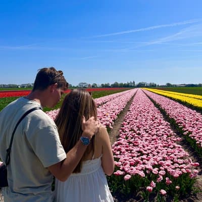 Discover Hollandâs Beautiful Tulip Fields with an Expert Guide 2